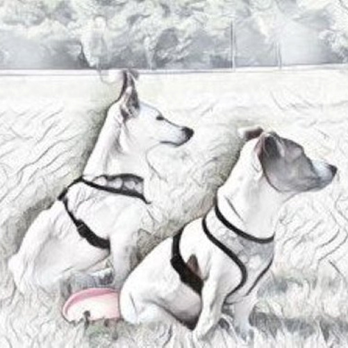 diebuntenhunde Logo